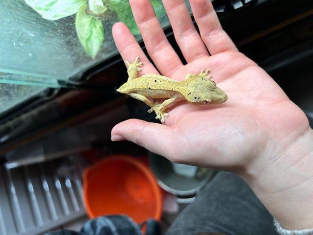 Preview of the first image of CB23 B-grade Dalmatian Flame Crested Gecko(t29).