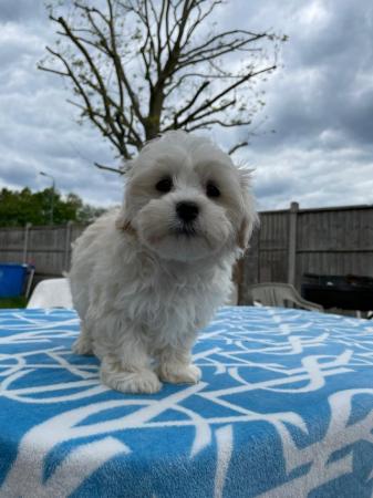 Image 7 of Bichon frise X Maltese looking for loving homes