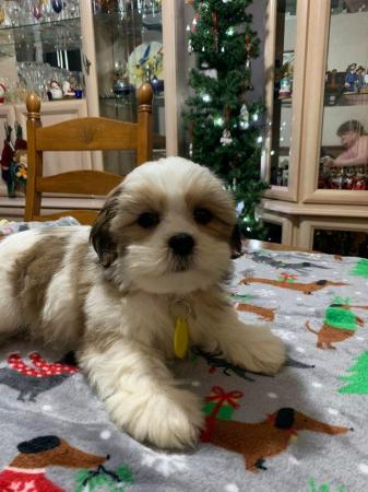 Image 3 of Lhasa Apso puppies For Sale Looking For Loving Homes