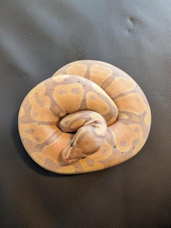 Image 7 of Royal/ball pythons with or without set up