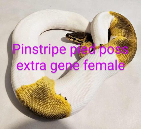 Image 3 of Royal python pinstripe pied