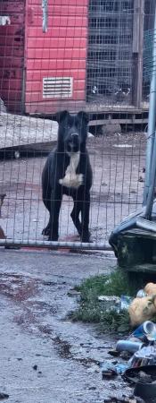 Image 1 of Bull breed x GSD guard dog type homes sought