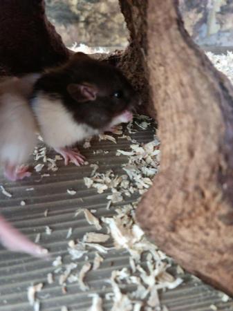 Image 4 of (A.R.R.C) Male and female rats ready for new homes now