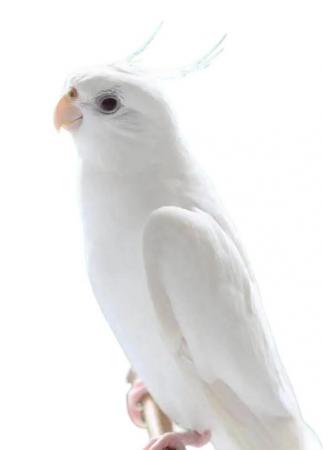 Image 2 of Cockatiel Albino, Black eyed White