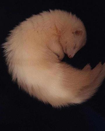 Image 1 of Male albino ferret for adoption
