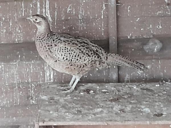 Image 1 of Pheasants for sale males