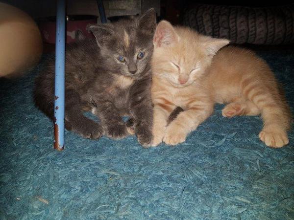 Image 8 of Russian blue cross blue silver marbled bengal kittens