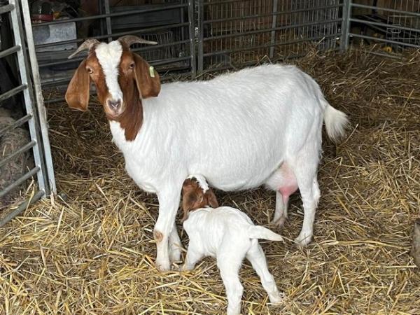 Image 2 of Lovely Pedigree Boer Goat kids