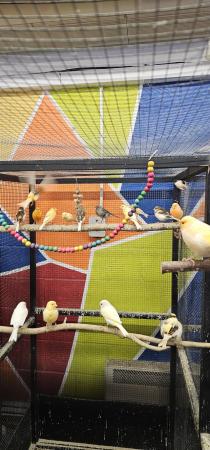 Image 8 of Canarys canaries yellow Fife diamorphic harlequin Mosaic LDN