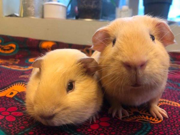 Image 2 of Stunning cream, friendly cute little brothers