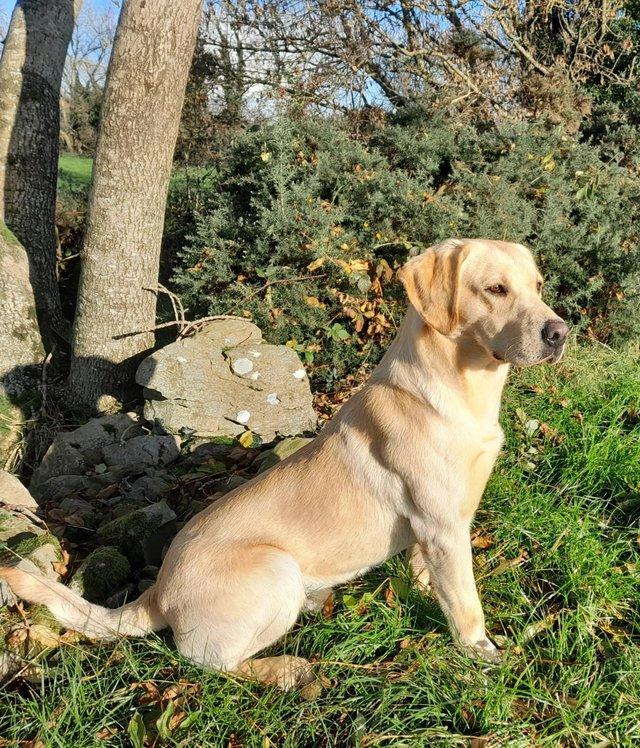 Preview of the first image of Pet Trained/Gundogs trained Lab (Ravenkeeper Gundogs).