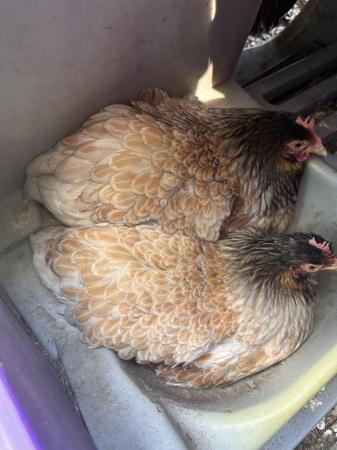Image 4 of Cochin Bantam Trio Blue Gold Laced IMPORTED LINES