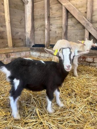 Image 1 of Very Friendly Goat Kids for Sale