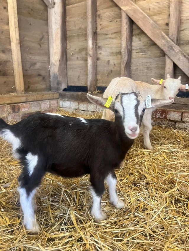 Preview of the first image of Very Friendly Goat Kids for Sale.