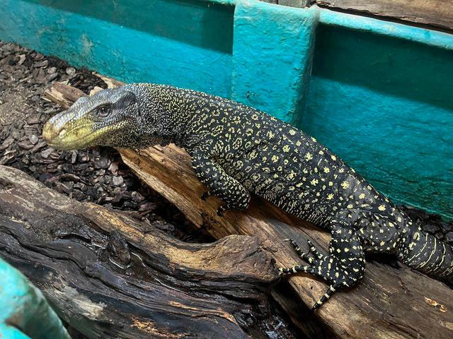 Preview of the first image of 8ft Sub adult Male Crocodile Monitor - Varanus salvadori.