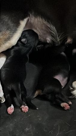 Image 3 of Chihuahua x puppies from KC parents