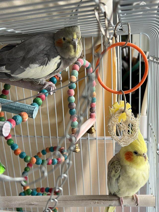 Preview of the first image of Pair of Cockatiels. Yellow and grey. Freebies included.