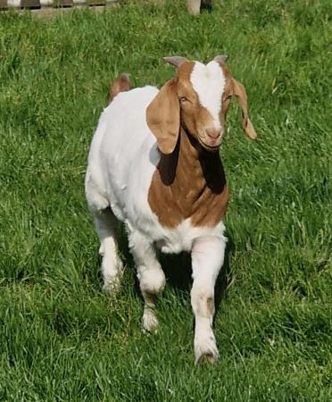 Image 1 of 4 months old pure bred boer billy