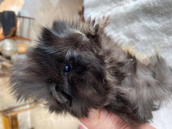 Image 6 of Beautiful long haired very friendly  baby boy guinea pigs