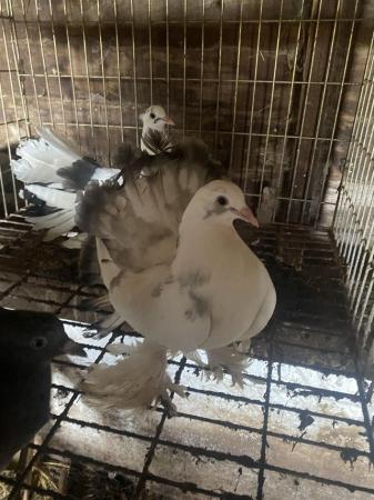 Image 3 of 3 Indian Fantail Pigeons 2024 hatched