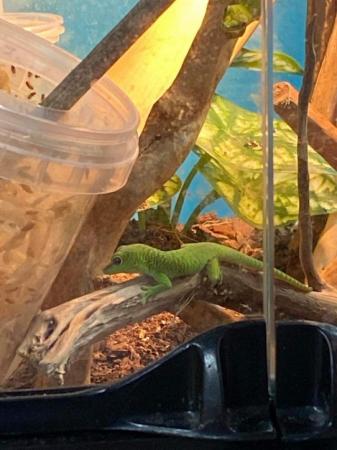 Image 4 of Captive bred giant day gecko 6 months old