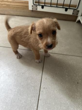 Image 2 of Lakeland red terrier pups for sale