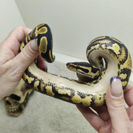 Image 3 of Yellow belly possible leopard het pied female