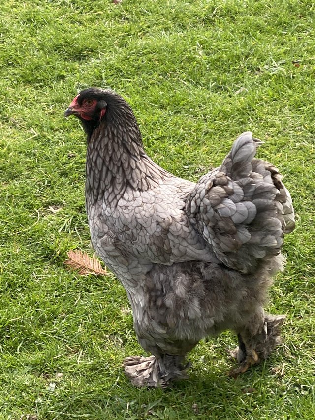 Preview of the first image of Different coloured Brahma hens.