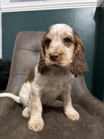 Image 5 of beautiful cocker spanielready now 1 boy left ready now