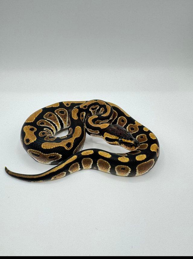 Preview of the first image of 2023 Chocolate Het Clown Female.