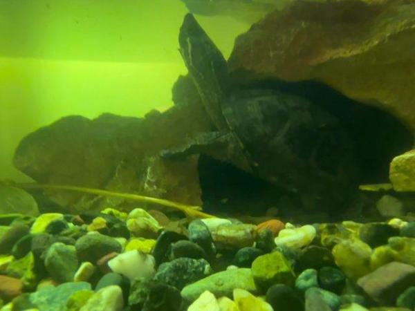Image 5 of Two 1 year old musk turtles with complete set up.