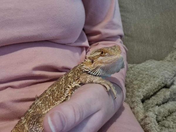 Image 10 of 9 month old male bearded dragon