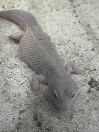 Image 1 of Lavender femaleleopard gecko