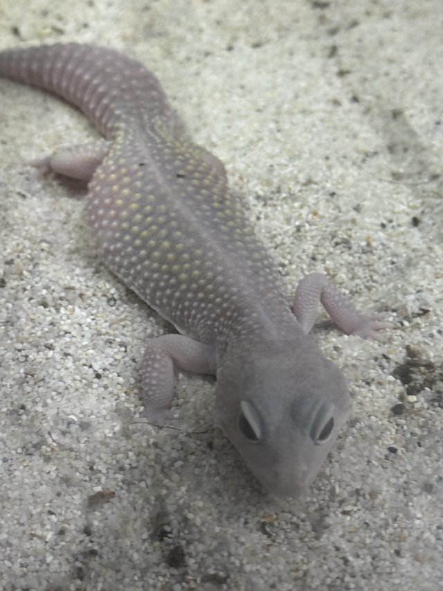Preview of the first image of Lavender femaleleopard gecko.