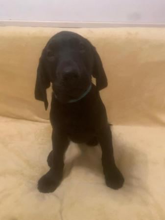 Image 39 of KC Registered Health Tested Parents Labrador Puppies