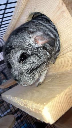 Image 4 of 3 year old grey standard chinchilla for sale
