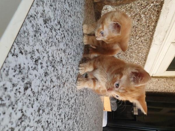 Image 2 of Two ginger boys ready for there new home