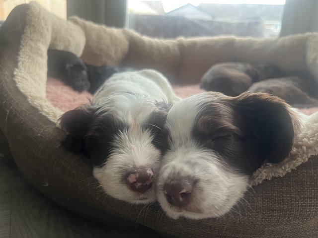 Preview of the first image of Springer / cockerpoo puppies for sale TWO BOY’S REMAINING.