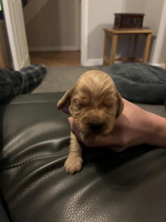 Image 5 of Cocker spaniel puppies for sale