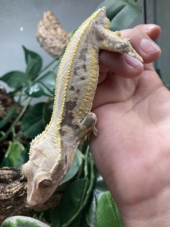 Image 8 of Male Lilly white crested gecko