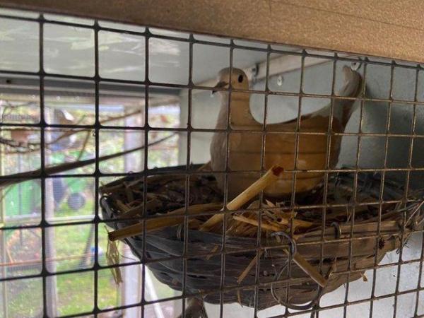 Image 5 of Various 2023 Barbary / Java Doves for sale