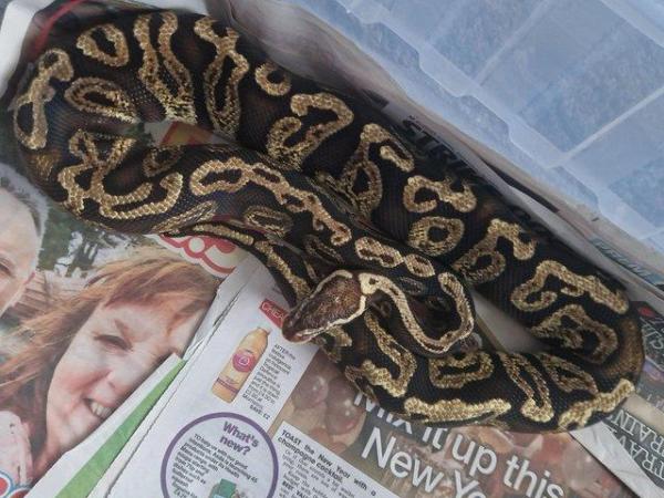 Image 4 of 3 different ball pythons for sale varying morphs £60 each