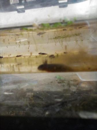 Image 2 of Chinese fire belly newt eggs collection only caterham,Surrey