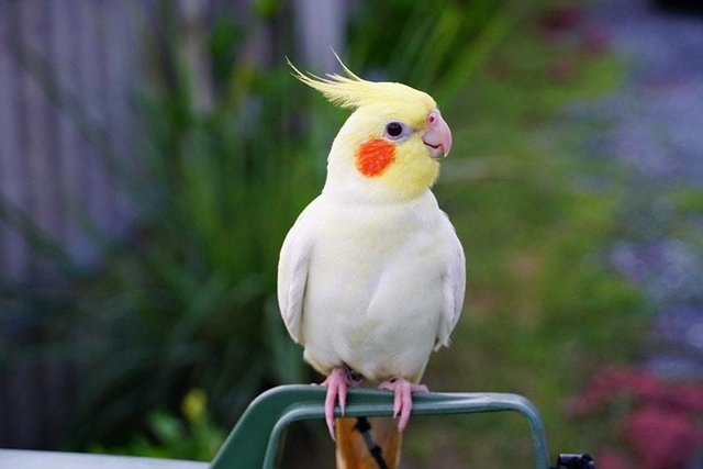 Image 3 of Cockatiels For Sale Albino And Lutino