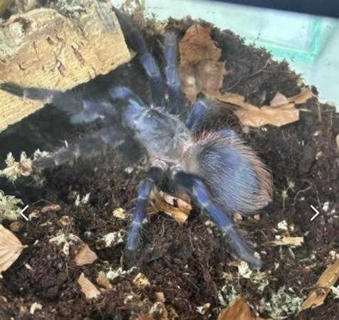 Image 1 of Tarantula collection for sale