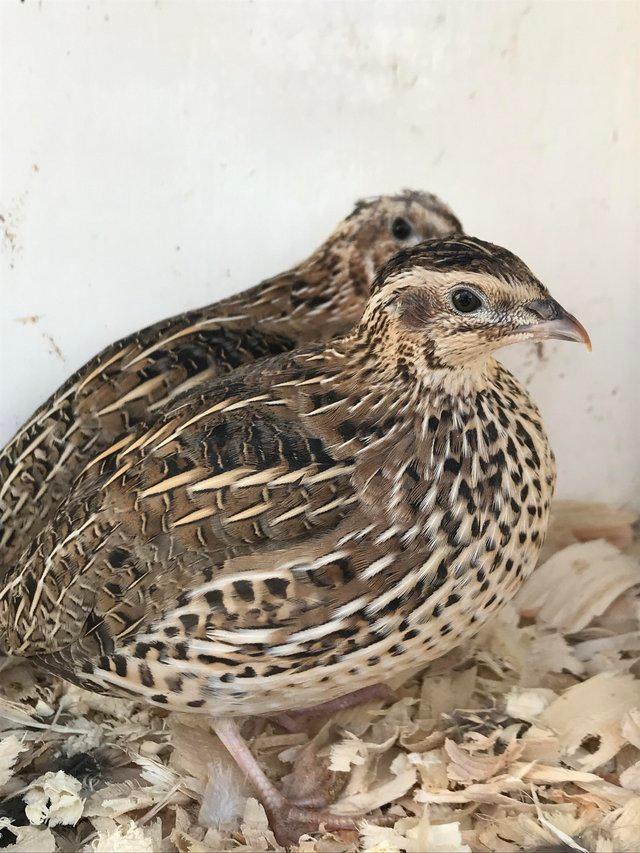Preview of the first image of European migratory quail 2023 bred.