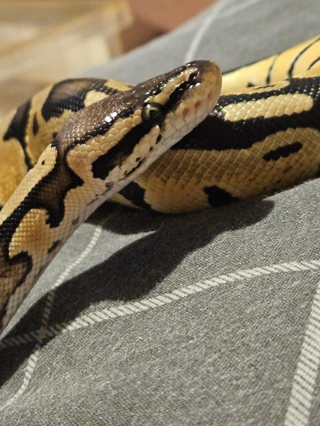 Preview of the first image of 6 month female ball python.