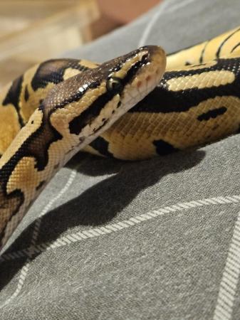 Image 1 of 6 month female ball python