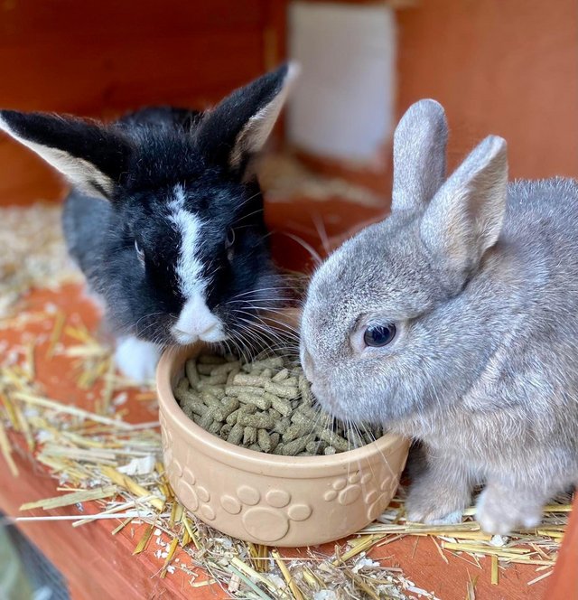 Preview of the first image of Bonded pair of small rabbits.