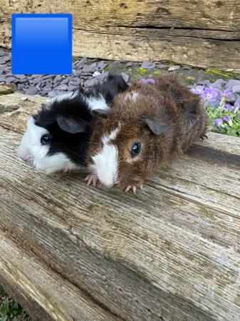 Image 9 of Guinea pigs male and female for sale. Sheffield.